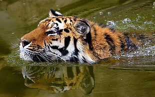 brown and white Tiger on body of water