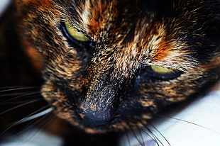 black and brown cat