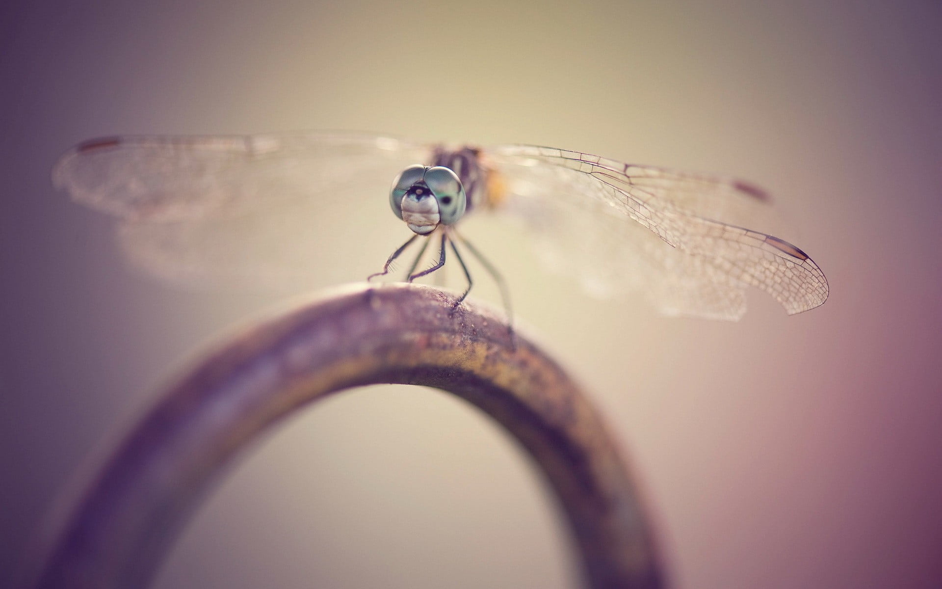 selective focus photography of gray dragonfly perched on black metal ring