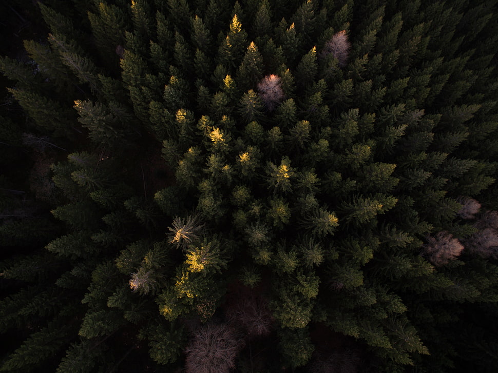 Aerial photo of pine trees during daytime HD wallpaper