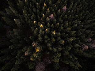 Aerial photo of pine trees during daytime