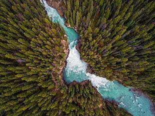 aerial view photography of lake between pine trees, landscape, trees, forest, nature