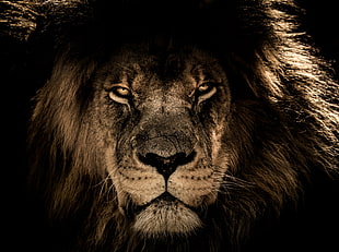 Lion digital wallpaper, Lion, Muzzle, Mane