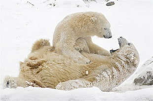 two brown polar bears