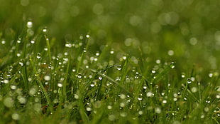 time lapse photography of water droplets HD wallpaper
