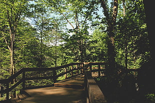 brown wooden bridge covered with trees