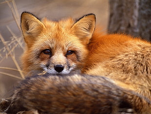 shallow focus photography of brown fox