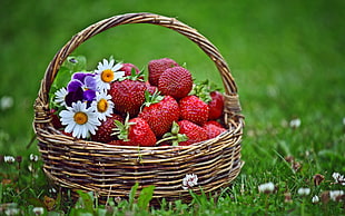selective focus photography of strawberries on wicker brown basket