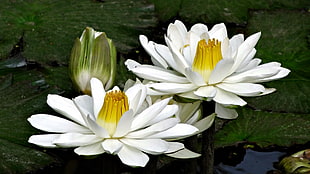 two white multi-petaled flowers, water, white, green, lake
