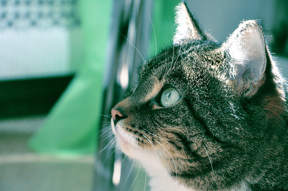 grey Tabby cat HD wallpaper