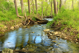calm river surrounded by trees and grasses at daytime