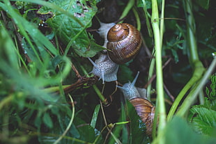 brown snail, Snail, Grass, Crawl