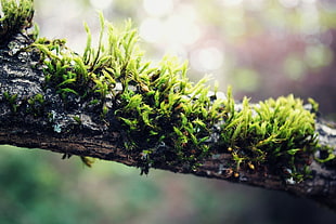 green leafed plant, branch, nature, moss