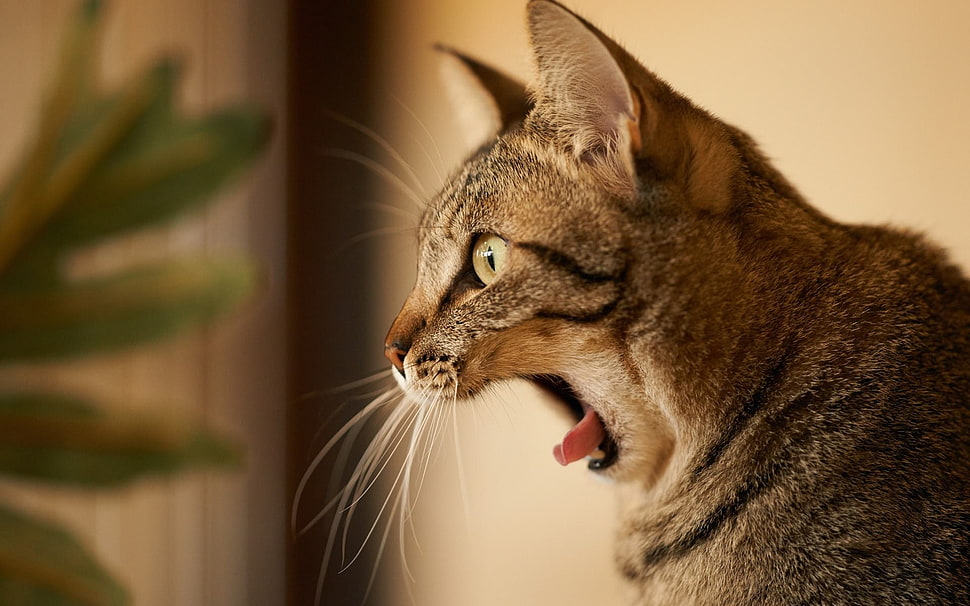 brown tabby cat, cat HD wallpaper