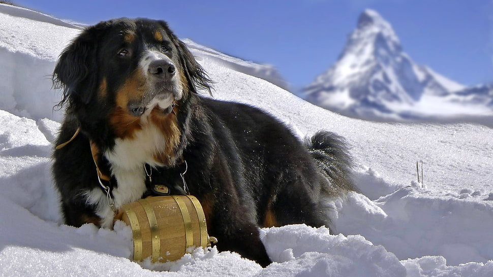 large long-coated black and white dog, animals, dog, snow, Bernese Mountain Dog HD wallpaper