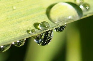 closeup photo of water drops on green leaf HD wallpaper