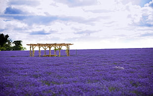 photo of lavender flower field with gazebo HD wallpaper