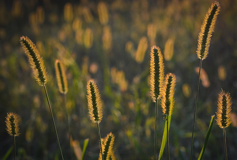 selective photography of a grass field HD wallpaper