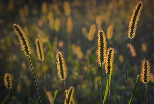 selective photography of a grass field