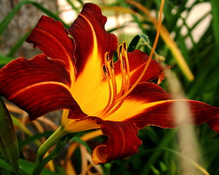 closeup photo of red and yellow Day lily flower