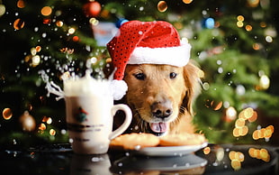 Dog wearing Christmas Hat HD wallpaper