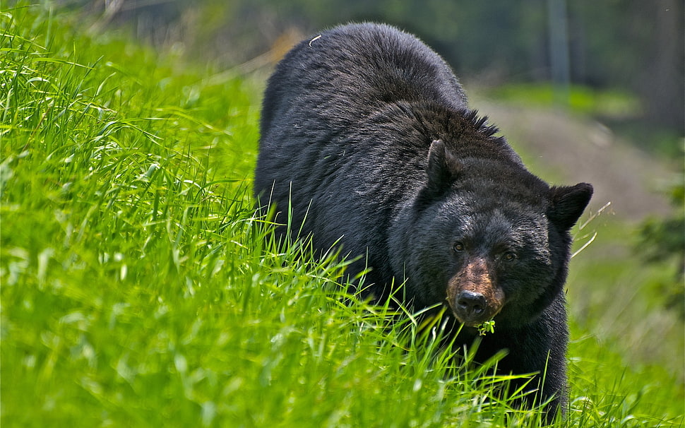 black fur bear on green grasses HD wallpaper
