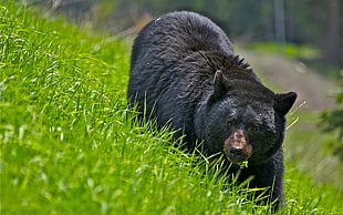 black fur bear on green grasses