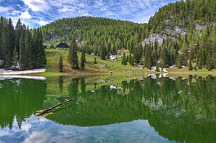 pine trees near body of water during daytime