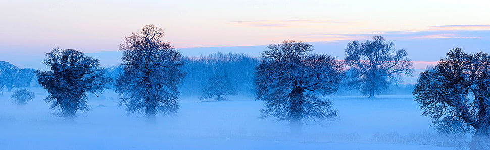 trees and fog illustration, winter, nature, landscape, trees HD wallpaper