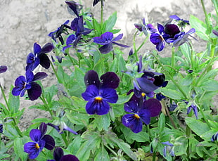 purple Pansy flowers HD wallpaper