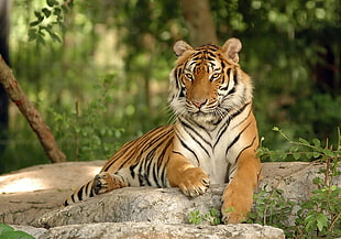 Bengal tiger, tiger, animals, nature HD wallpaper