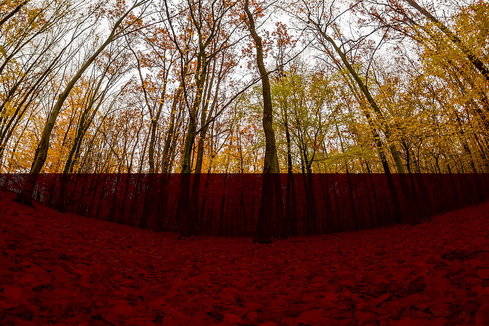 forest, forest HD wallpaper