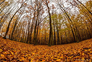 forest, forest HD wallpaper