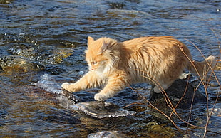 orange Tabby cat jumping over rocks in body of water during daytime
