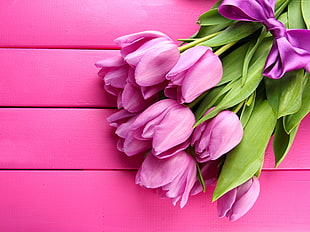 purple tulip flower on purple wooden surface