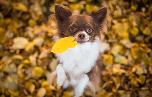selective focus photography of chocolate and white long haired Chihuahua holding yellow leaf