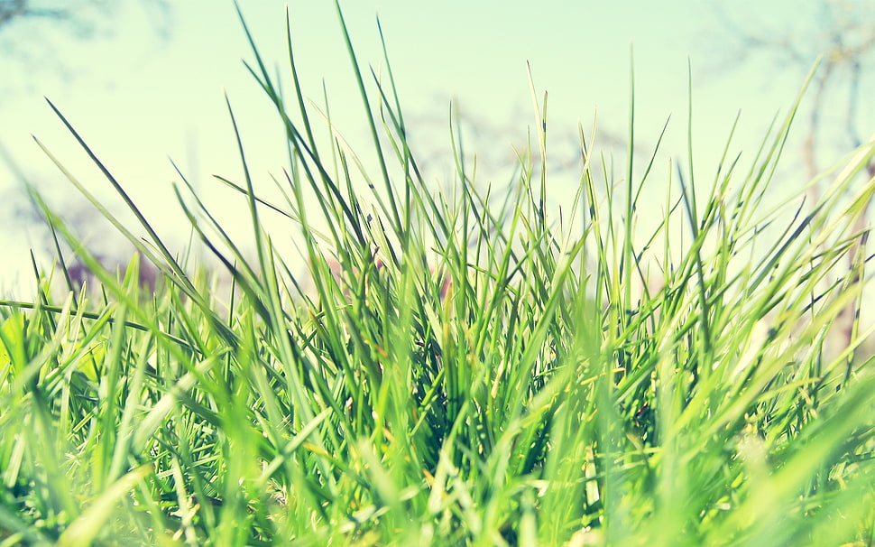 green grass, macro, plants, grass HD wallpaper