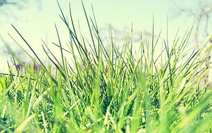 green grass, macro, plants, grass