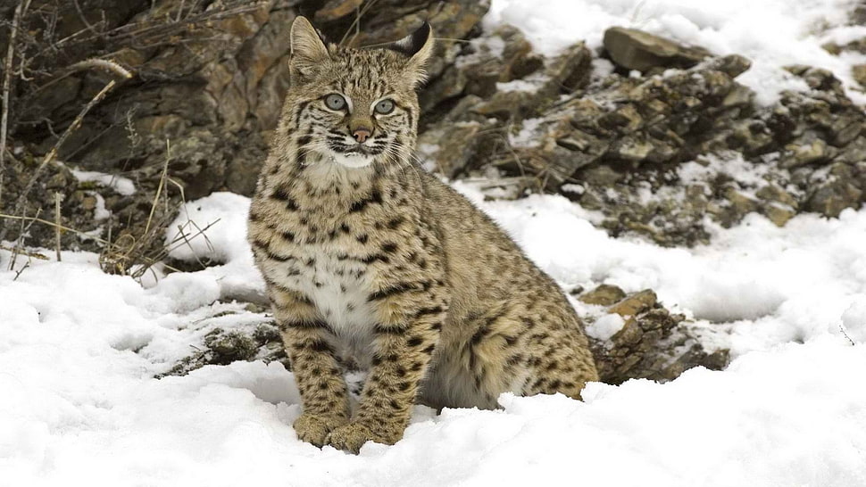 Bengal Cat in the snow HD wallpaper