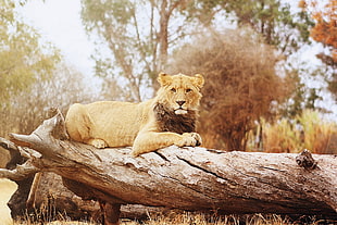 lioness lying on brown wood trunk at daytime