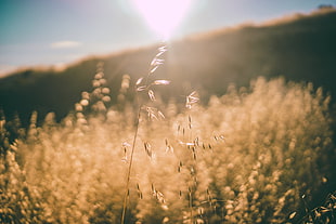 selective focus photography of brown plant HD wallpaper
