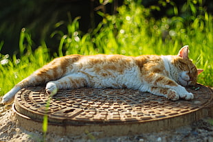 photo of orange tabby cat lying on brown surface