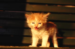 selective focus photography of orange Tabby kitten HD wallpaper