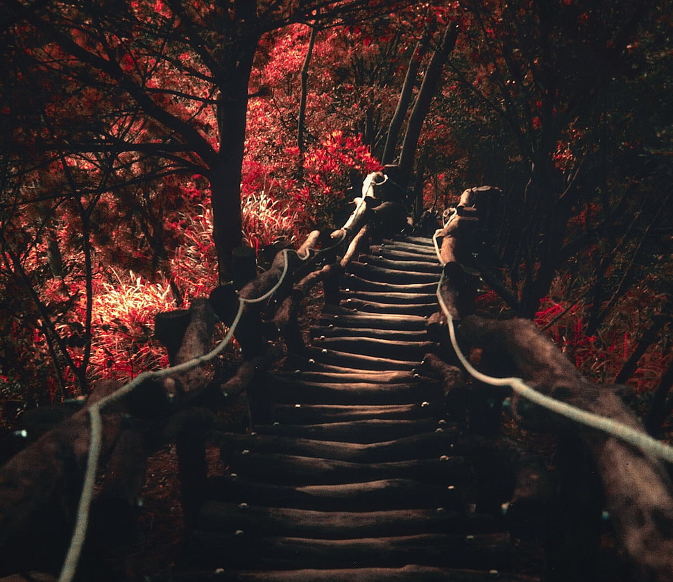 brown wooden bridge near red leafed trees HD wallpaper