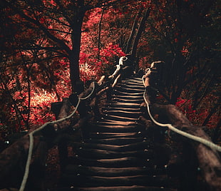 brown wooden bridge near red leafed trees