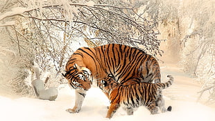 two tigers on snow capped ground beside snow capped plants