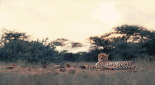 brwon cheetah, leopard, big cats, animals, nature HD wallpaper