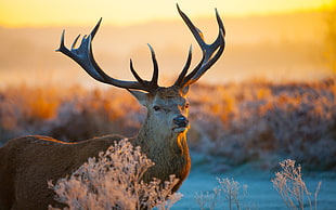 tilt shift photography of deer