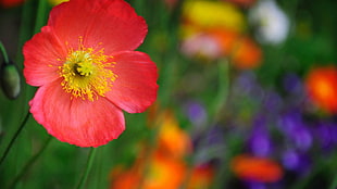red poppy flower in closeup photography