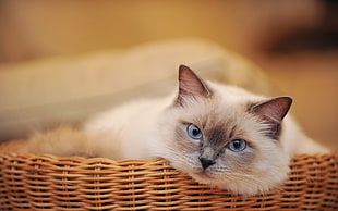 selective focus photography of siamese cat lying on wicker brown pet bed